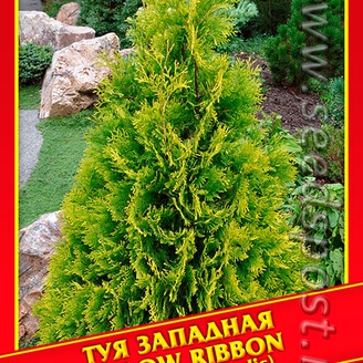 Туя Западная «Yellow Ribbon», 0,3 г