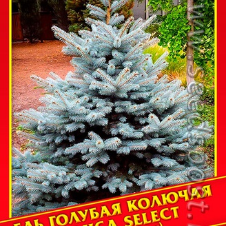 Ель Голубая/Колючая «Glauca Select», 10 шт.