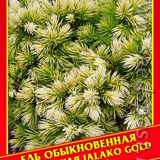 Ель Обыкновенная/Европейская «Jalako Gold», 10 шт.