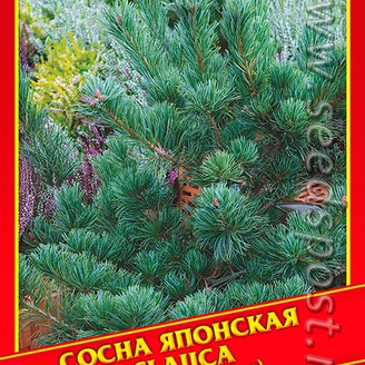 Сосна Японская «Glauca», 5 шт.