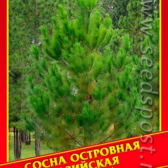 Сосна Островная/Хазийская, 5 шт.