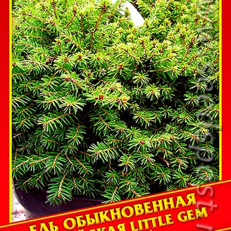 Ель Обыкновенная/Европейская «Little Gem», 10 шт.