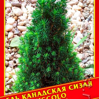 Ель Канадская/Сизая «Piccolo», 10 шт.