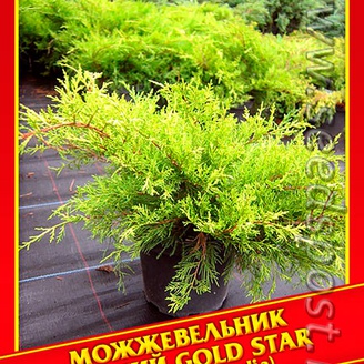 Можжевельник Средний «Gold Star», 5 шт.