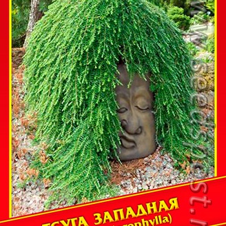 Тсуга Западная, 10 шт.
