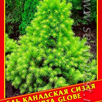 Ель Канадская/Сизая «Alberta Globe», 10 шт.