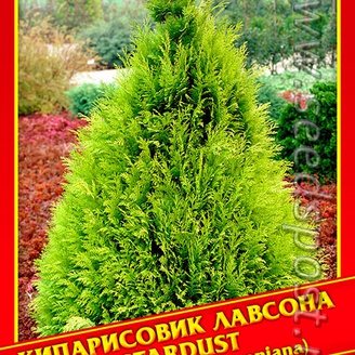 Кипарисовик Лавсона «Stardust», 0,2 г