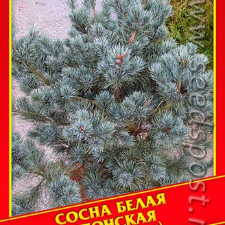 Сосна Белая Японская, 2 шт.