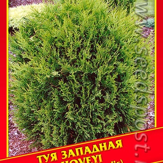 Туя Западная «Hoveyi», 0,3 г