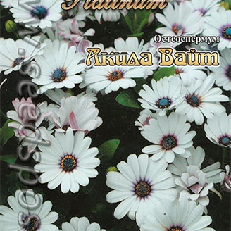 Остеоспермум Акила Вайт, 5 шт. Platinum