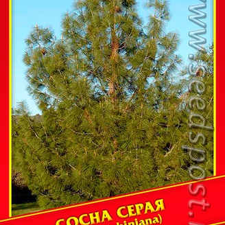 Сосна Серая, 2 шт.
