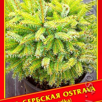 Ель Сербская «Ostrava», 10 шт.