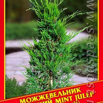 Можжевельник Китайский «Mint Julep», 5 шт.