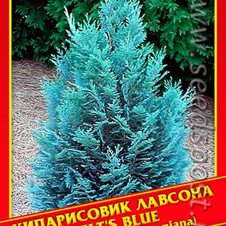 Кипарисовик Лавсона «Pelt&#39;s Blue», 0,2 г