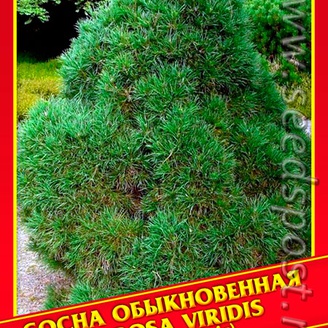Сосна Обыкновенная «Globosa Viridis», 5 шт.