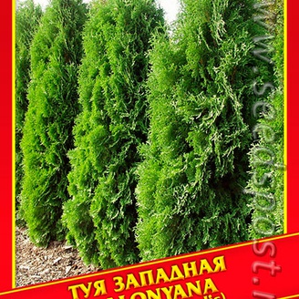 Туя Западная «Malonyana», 0,3 г
