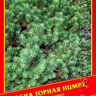 Сосна Горная «Humpy», 5 шт.