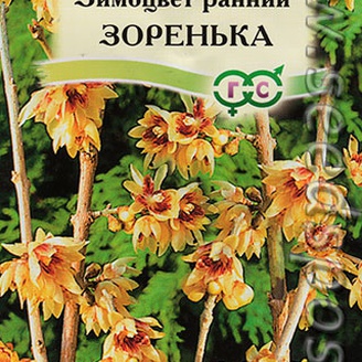 Зимоцвет ранний Зоренька, 3 шт