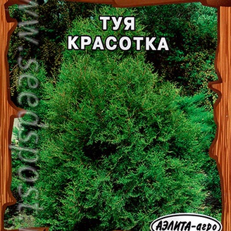 Туя западная Красотка, 0,1 г Профессиональная серия