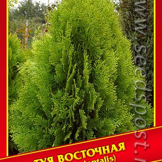 Туя Восточная, 0,3 г