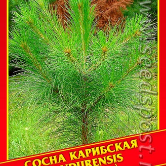 Сосна Карибская «Hondurensis», 3 шт.