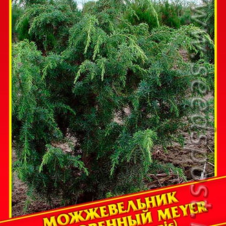Можжевельник Обыкновенный «Meyer», 5 шт.