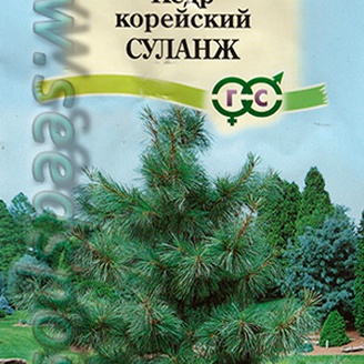 Кедр корейский Суланж, 1,5 г