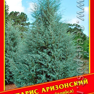 Кипарис Аризонский, 0,2 г
