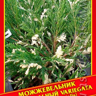 Можжевельник Горизонтальный «Variegata», 5 шт.