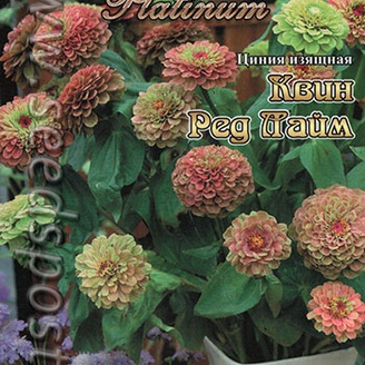 Цинния изящная Квин Ред Лайм, 12 шт. Platinum