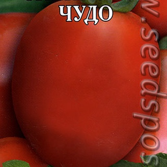 Томат сибирское чудо урожайность. Томат Сибирское чудо. Сорт помидор Сибирское чудо. А/ томат (Сибирское чудо) 0,1. Томат Сибирское чудо фото.