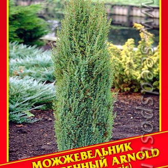 Можжевельник Обыкновенный «Arnold», 5 шт.