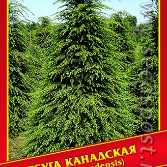 Тсуга Канадская, 10 шт.