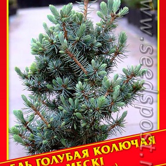 Ель Голубая/Колючая «Mecki», 10 шт.