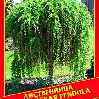 Лиственница Европейская «Pendula», 10 шт.
