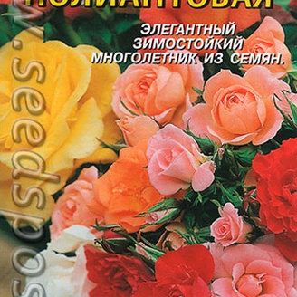 Роза Полиантовая, 10 шт.