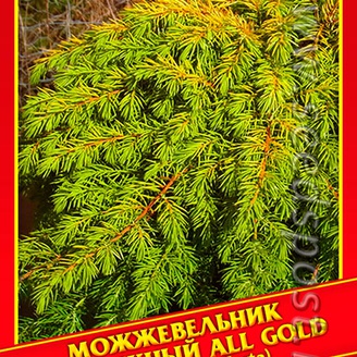 Можжевельник Прибрежный «All Gold», 5 шт.