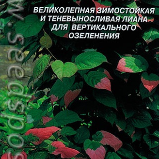 Актинидия Коломикта, 10 шт.