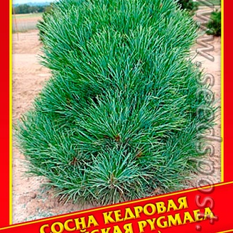 Сосна Кедровая Европейская «Pygmaea», 5 шт.