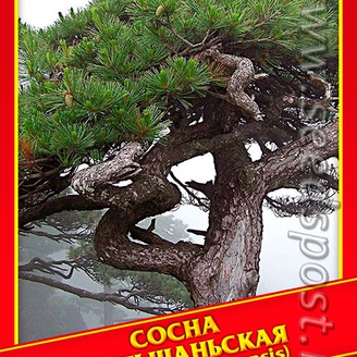 Сосна Хуаньшаньская, 10 шт.