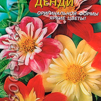 Георгина Денди, 13 шт.