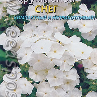 Флокс Друммонда Снег, 0,1 г