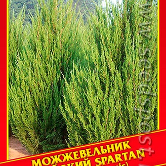 Можжевельник Китайский «Spartan», 5 шт.