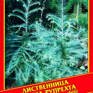 Лиственница Принца Рупрехта, 10 шт.