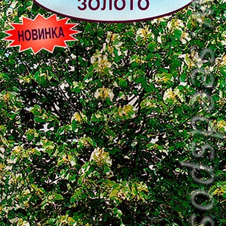 Липа пушистая Королевское золото, 10 шт.