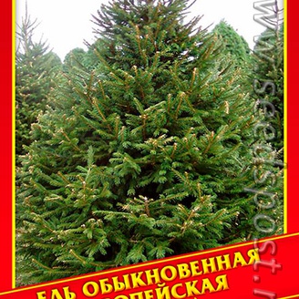 Ель Обыкновенная/Европейская, 10 шт.