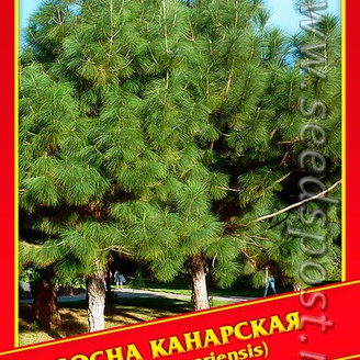 Сосна Канарская, 2 шт.