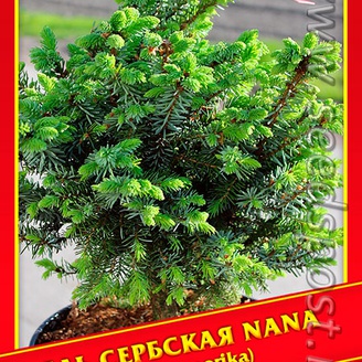 Ель Сербская «Nana», 10 шт.