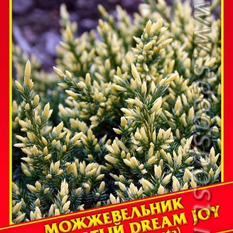 Можжевельник Чешуйчатый «Dream Joy», 5 шт.