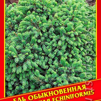 Ель Обыкновенная/Европейская «Echiniformis», 10 шт.